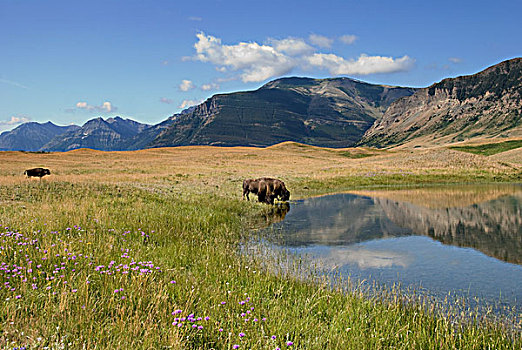 野牛,喝,小,高山湖,野花,草地,艾伯塔省,加拿大