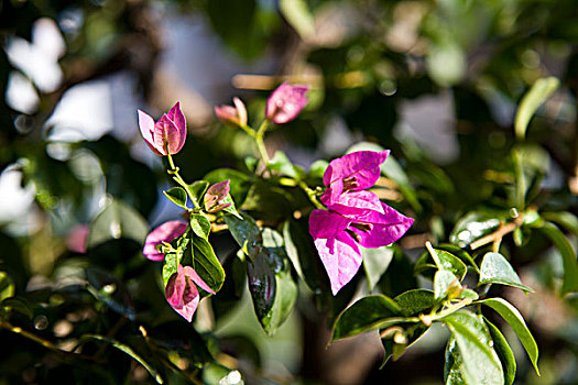 花卉,筋杜鹃,宝荆