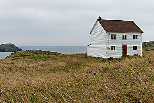 房子,海岸,小,卡塔琳娜,纽芬兰,拉布拉多犬,加拿大