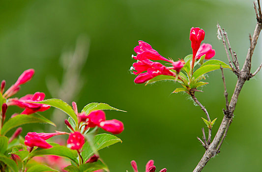 立夏,锦带花开