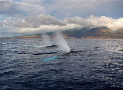 夏威夷,毛伊岛,两个,驼背鲸