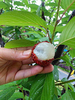 雨天采摘,荔枝