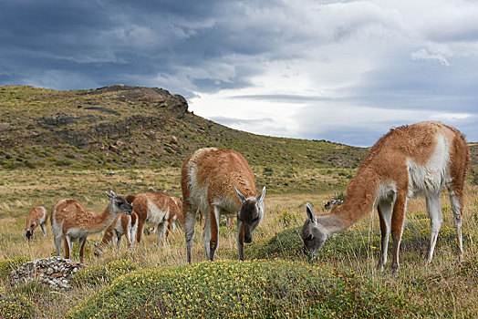 原驼,雨,托雷德裴恩国家公园,巴塔哥尼亚,智利,南美