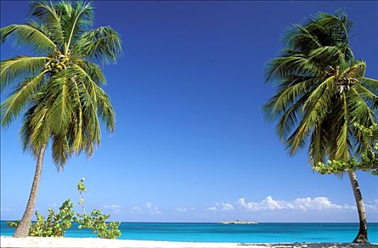 西部,西印度群岛,玛丽-嘎兰特群岛,棕榈树,旧港,海滩
