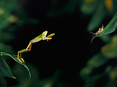 红眼树蛙,跳跃,中美洲