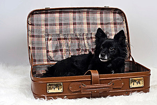 杂种狗,卧,手提箱