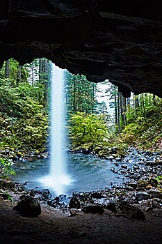 木贼属植物,瀑布,洞穴,俄勒冈,美国
