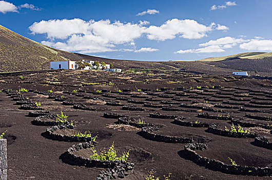 葡萄种植,农业,火山岩,火山,风景,兰索罗特岛,加纳利群岛,西班牙,欧洲