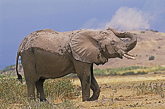 非洲象,成年,灰尘,沐浴,马赛马拉,公园,肯尼亚