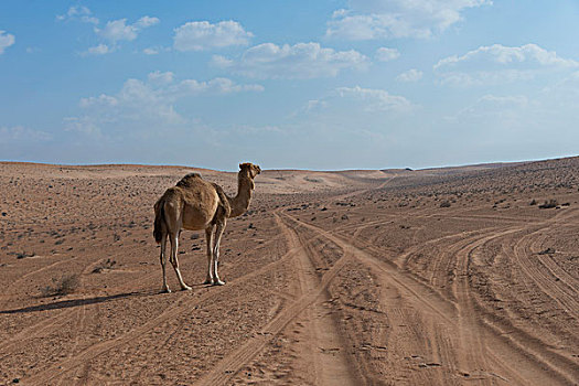 单峰骆驼,站立,一个,荒芜,瓦希伯沙漠,阿曼,亚洲