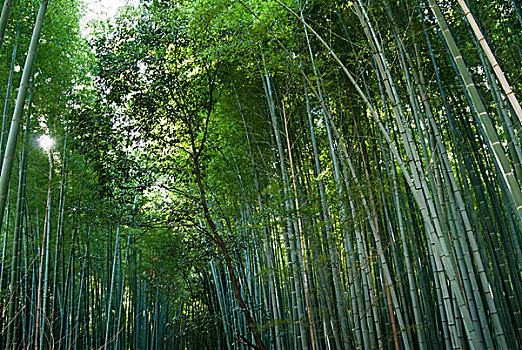 竹林,岚山,京都府,日本