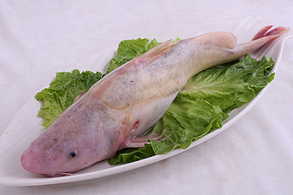长江白鮰鱼图片