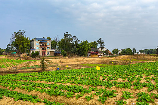 蔬菜基地