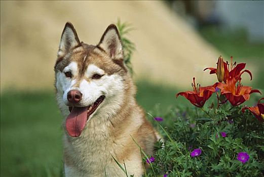 西伯利亚,哈士奇犬,狗,成年,肖像,靠近,盛开,木头,百合