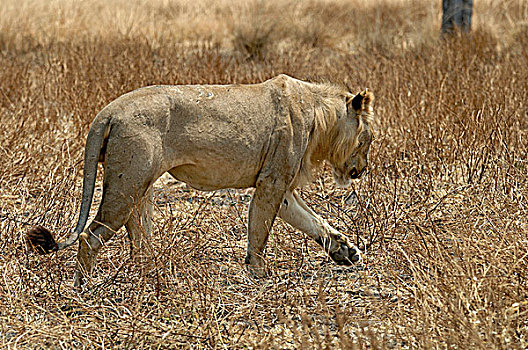 坦桑尼亚,禁猎区,狮子