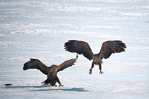 吉林省敬信湿地冰面上飞翔的白尾海雕