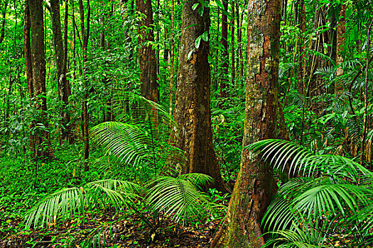 雨林,峡谷,国家公园,昆士兰,澳大利亚