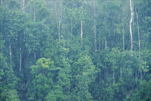 热带,雨,雨林,京那巴丹岸河,婆罗洲,马来西亚