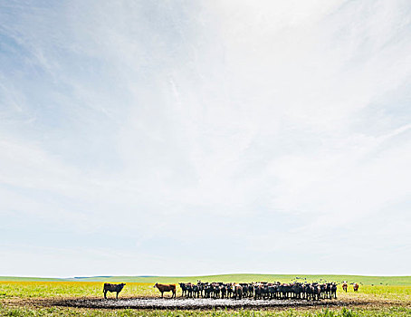 牧群,母牛,水潭,地点,风景
