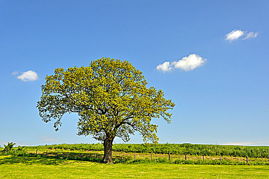 夏栎,栎属,栎树,蓝天,小,云,北莱茵威斯特伐利亚,德国,欧洲