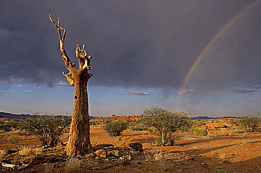 震动,树,彩虹,奥格拉比斯瀑布国家公园,北开普,南非