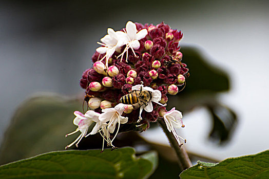 授粉的蜜蜂