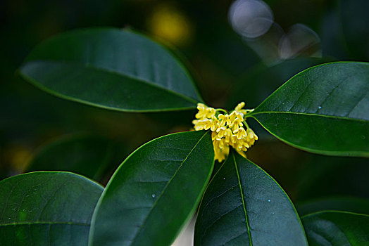 桂花