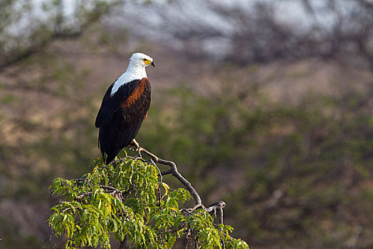 非洲鱼鹰,非洲,海鹰,吼海雕,等待,栖息,国家公园,坦桑尼亚