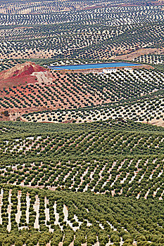 橄榄,小树林,靠近,哈恩省,西班牙