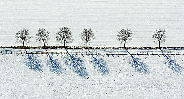 树,道路,雪地,靠近,藻厄兰,北莱茵威斯特伐利亚,德国