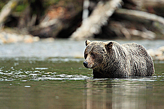 大灰熊,涉水,山,河,三文鱼,不列颠哥伦比亚省,加拿大