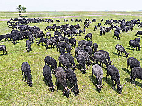 绵羊,老,稀有,草场,霍尔特巴杰,国家公园,匈牙利,大幅,尺寸