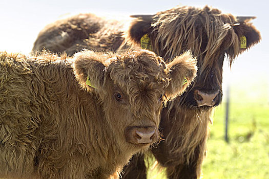 草场,苏格兰,高地,母牛,卧,年轻,动物,哺乳动物,牛角,拿着,反刍动物,家畜,房子,牛肉,比赛,高原牛,幼兽,畜牧,物种