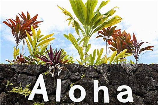 仰视,植物,石墙,夏威夷,美国