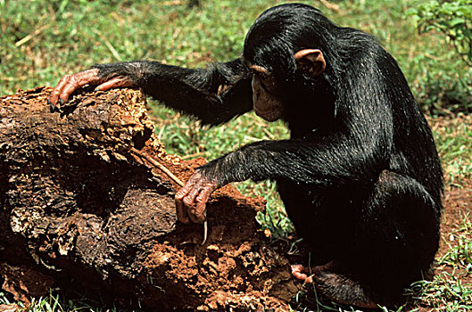 黑猩猩,年轻,挖,棍,内罗毕,肯尼亚,非洲