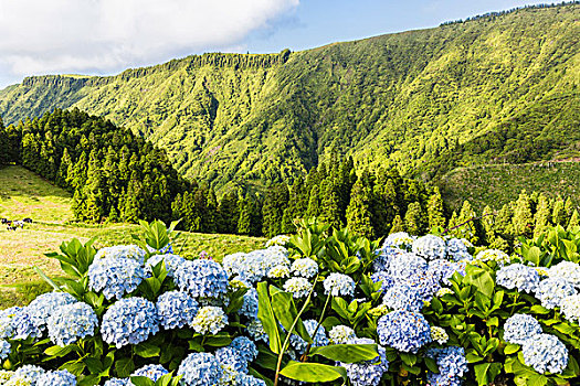 盛开,蓝色,绣球花,花,正面,火山口,边缘,赛特港