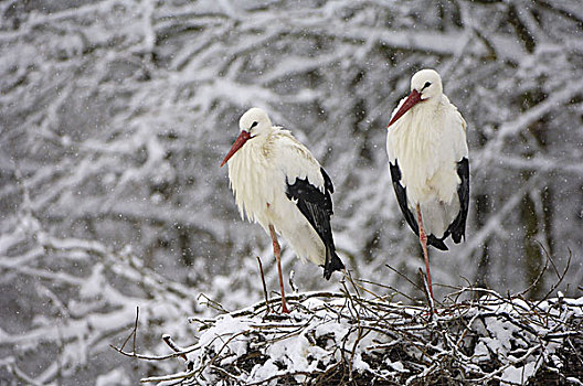 白鹳,冬天,自然,野生动物,鸟窝,动物,鸟,水禽,鹳,候鸟,输入,物种保护,季节,雪,下雪