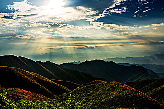 映山红,杜鹃,群山,云,雾,花,耶稣光,光影,太阳,美景,风光,春天,高山杜鹃,花朵,云层,路,路面,山脊