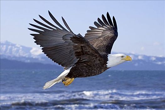 白头鹰,半空,飞行,上方,肯奈半岛,阿拉斯加,冬天,卡契马克湾