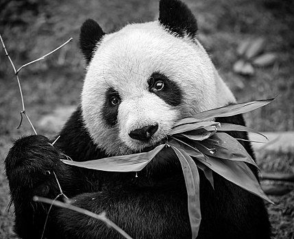 大熊猫,澳门,亭子,中国,亚洲