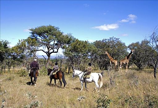 南非,林波波河,省,高原,狩猎向导,孩子,骑马