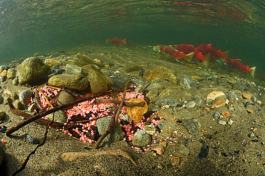 产卵,红鳟鱼,三文鱼,红鲑鱼,区域,亚当斯河,省立公园,不列颠哥伦比亚省,加拿大,北美
