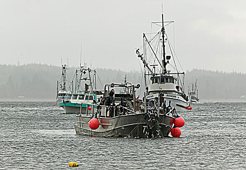 青鱼,渔业,竞争,块,温哥华岛,不列颠哥伦比亚省,加拿大
