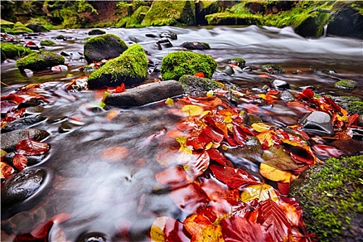 河,秋天,波希米亚风格,瑞士