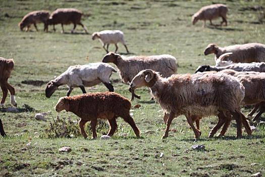 新疆哈密,冰川下的羊群