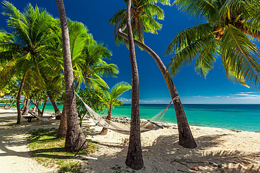 空,吊床,荫凉,棕榈树,热带,斐济群岛