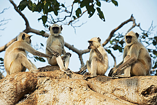 四个,叶猴,坐,树,中央邦,印度