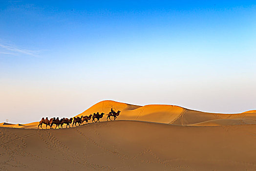 骆驼,驼群,沙漠,如此,落日,归