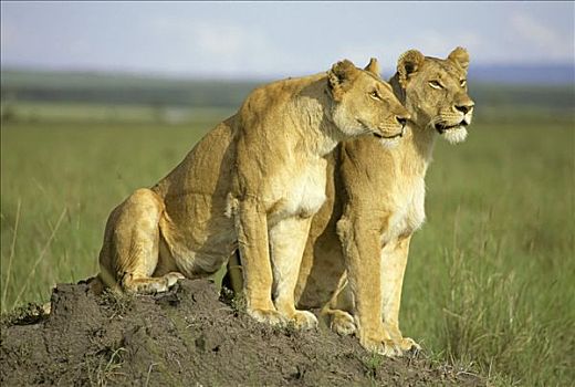 两个,雌狮,向外看,猎捕,小,山,马赛马拉国家保护区,肯尼亚