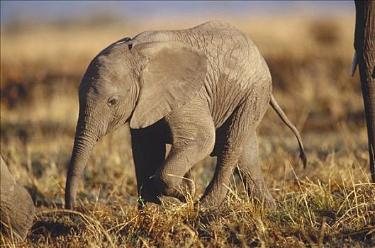 非洲象,幼仔,肯尼亚